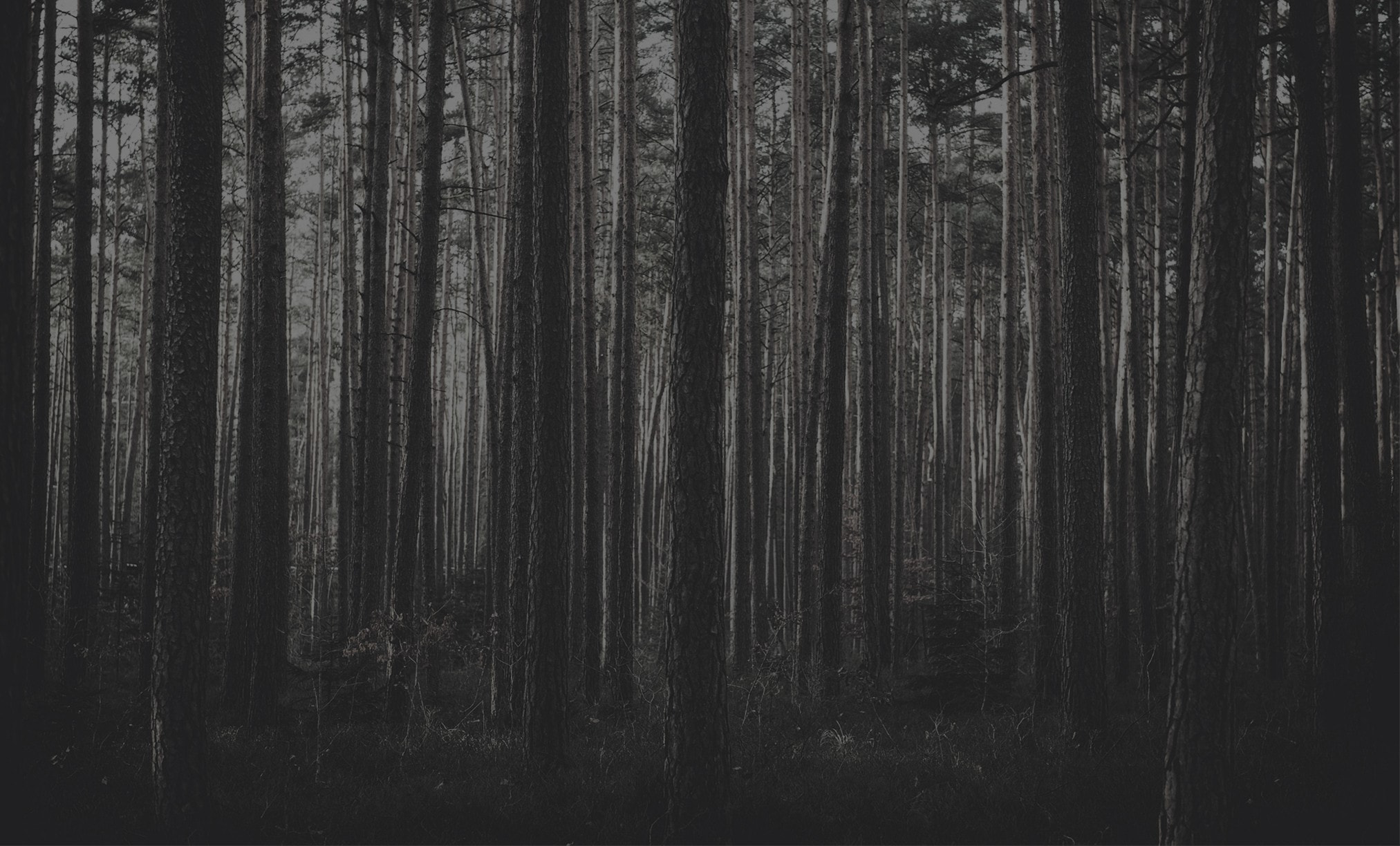 Прийт рассказал Дельфи о Тохи